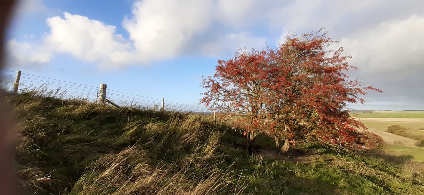 This is a Wish Tree where people come to express their wishes